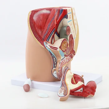 Модел анатомия на мъжкото сагиттального отдел на таза Анатомическая модел на системата на репродуктивните органи на мъжете Медицински учебни пособия